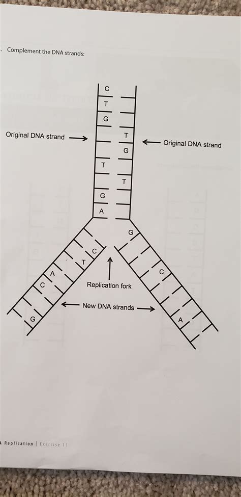 Answered: Complement the DNA strands | bartleby