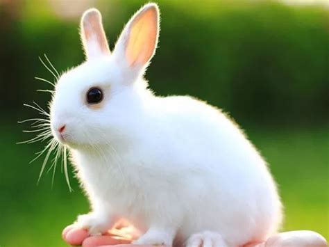 梦见很多兔子幼崽是什么意思 - 解梦命理 - 微文网(维文网)