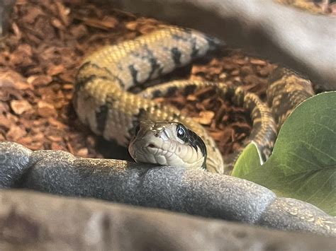 my beautiful false water cobra : r/snakes