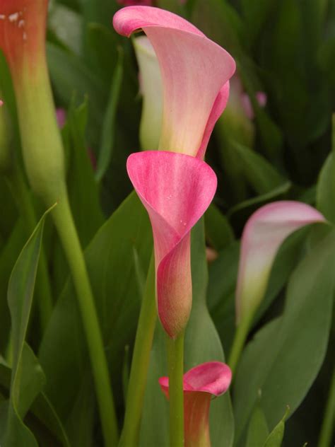 Zantedeschia rehmannii (Pink Calla Lily) - World of Flowering Plants