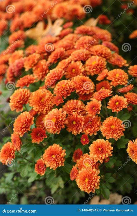 Orange Chrysanthemum Flowers Stock Image - Image of small, beauty ...