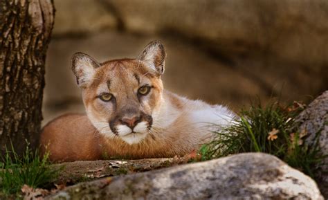 How Big Is A Mountain Lions Range at Charlie Skirving blog