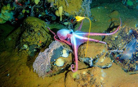 Octopus Garden 08050