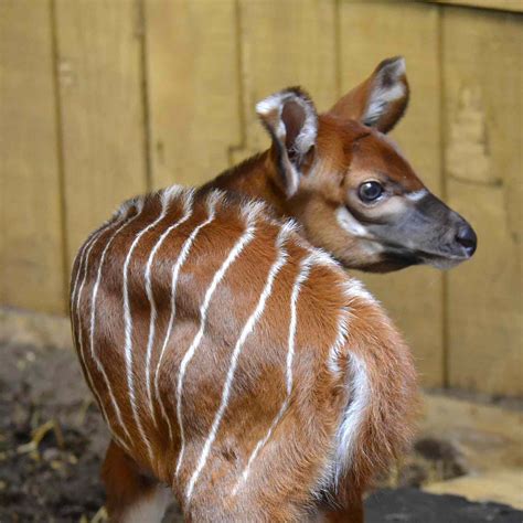 Cute Baby Endangered Animals