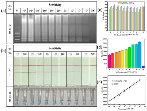 Visual Loop-Mediated Isothermal Amplification (LAMP) Assay for Rapid On ...