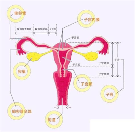 A型子宫内膜最好，而C型不容易受孕吗？ - 知乎