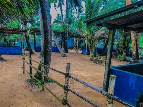 Induruwa Sea Turtle Conservation Project & Sea Turtle Information ...