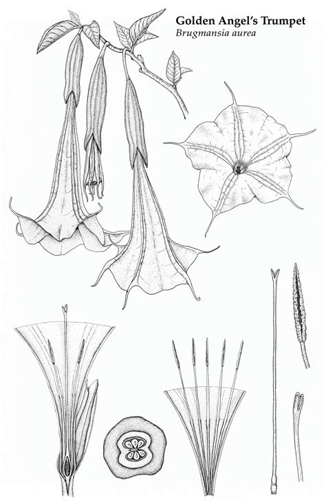 Golden Angel’s Trumpet Dissection – Illustrating Nature 2021