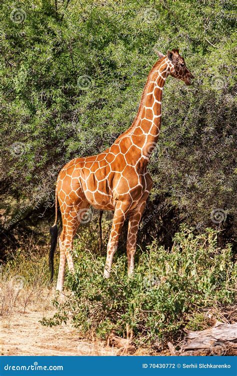 African Giraffe Standing Near the Tree in Savannah. Stock Photo - Image ...