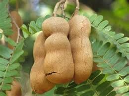 Thai Sweet and Red Imli Grafted Tamarind/Tetul Plant - Hot/Warm Growing ...