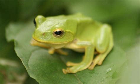 Funny Frog Names | List of Cute Names for Frogs