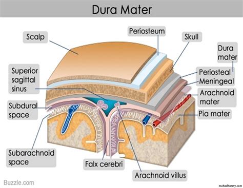 Brain pptx - دكتور نجاة نظري - Muhadharaty
