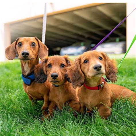 Working in Our Phoenix Home Office | Careers at PetSmart Apply