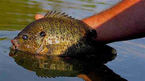 Image result for Fishing Shellcrackers