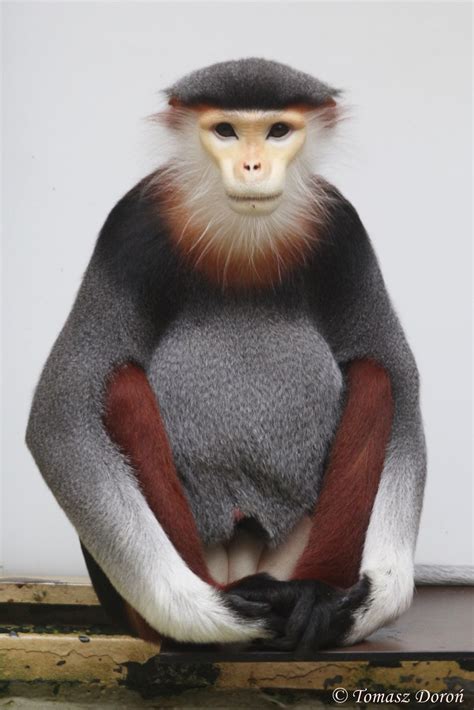 Red shanked douc langur pygathrix nemaeus – Artofit