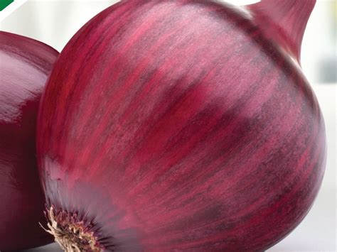 Onion-Starke Ayres | Starke Ayres