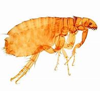 Image result for 跳蚤 The Fleas