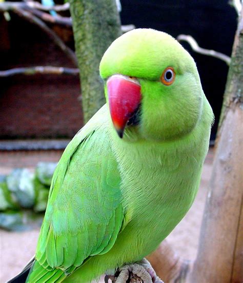Green Parrot HD Wallpapers - Top Free Green Parrot HD Backgrounds ...