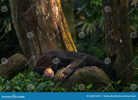 Sun Bear Sleeping, Helarctos Malayanus, Beautiful Dangerous Animal from ...