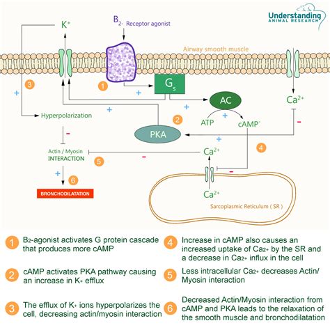 Salbutamol - for asthma | ari.info | ari.info