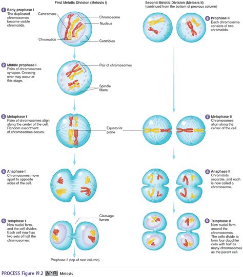 Formation of Gametes
