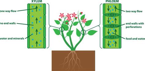 Importance Of Xylem In Plants
