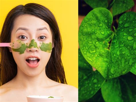 Giloy Benefits: 5 AMAZING benefits Giloy can have on your skin