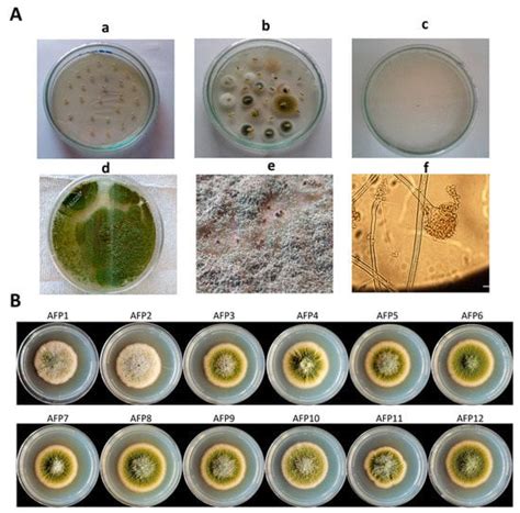 Characterization of 260 Isolates of Aspergillus Section Flavi Obtained ...