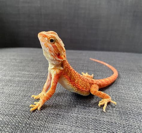 Bearded dragon morphs colors patterns – Artofit