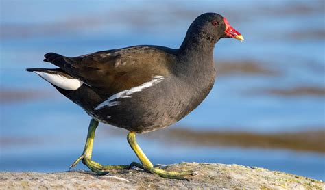 Common Moorhen