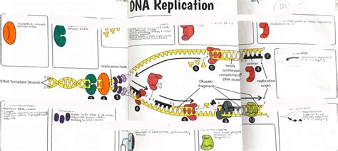 DNA Replication Structure 的图像结果