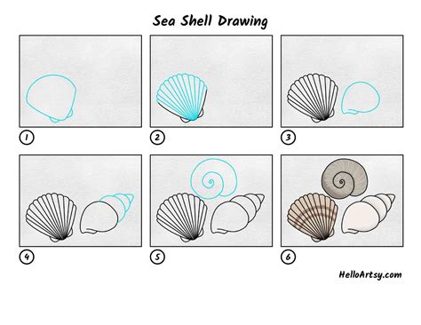 Seashell Drawing Tutorial 的图像结果