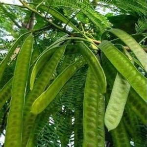 Jual Petai cina petai lamtoro buah lantoro daun petai cina buah daun ...