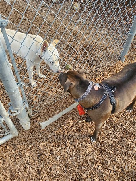 Pantera Dog Park - 738 Pantera Dr, Diamond Bar, CA 91765 - Hours ...