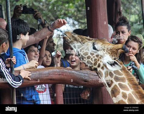 Visitors feed a giraffe at a petting zoo, Langata Giraffe Centre ...
