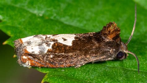 Image result for Bird Poop Reactions