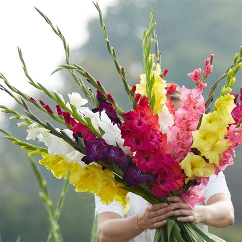 Buy gladioli or sword lily Gladiolus 'mixed colours': Delivery by ...