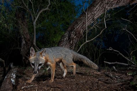 Are Foxes Nocturnal