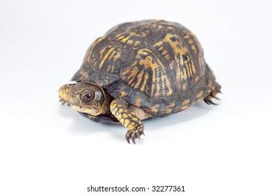 Image result for Female Box Turtle