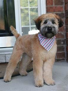 soft coated wheaten terrier haircut dog wheaten mickey s first real haircut wheaten terrier puppy dog haircuts wheaten terrier soft coated wheaten terrier haircut dog wheaten mickey s first real haircut wheaten terrier puppy dog haircuts wheaten terrier