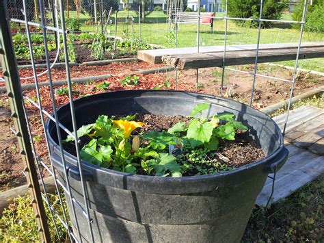 How To Grow Spaghetti Squash In Pots at Ryan Cushman blog