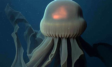 Granjoro Jellyfish