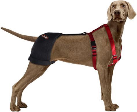 KERBIY LISPOO Dog Hip Brace Support for Hip India | Ubuy