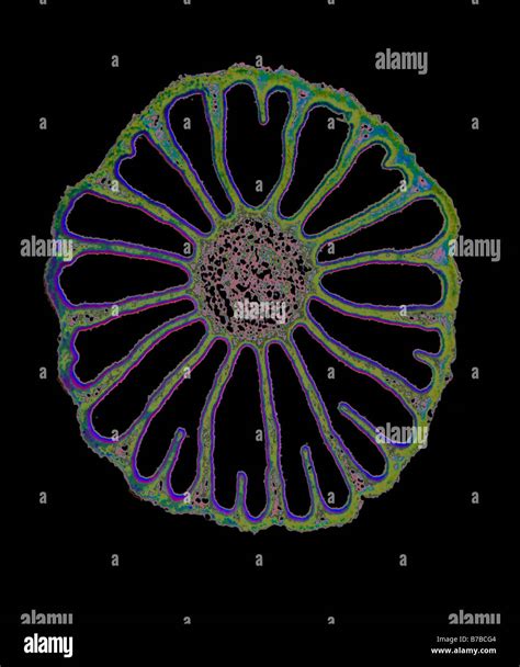 Fungus Gills High Resolution Stock Photography and Images - Alamy