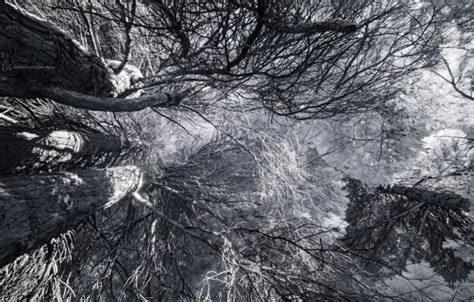 Wallpaper trees, nature, color for mobile and desktop, section природа ...