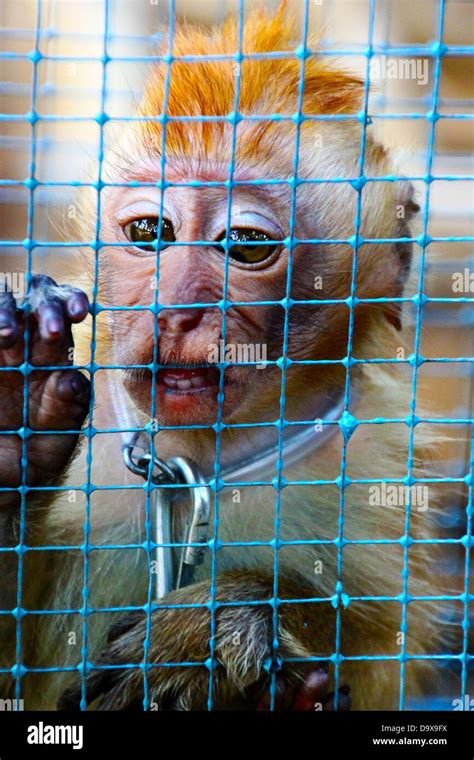 Java Animals 的图像结果