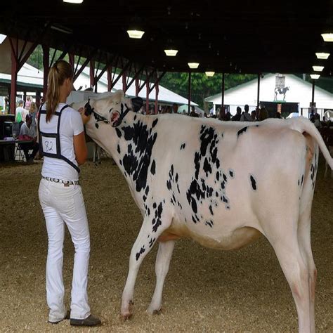 Advanced Model Cow Cattel Form 的图像结果