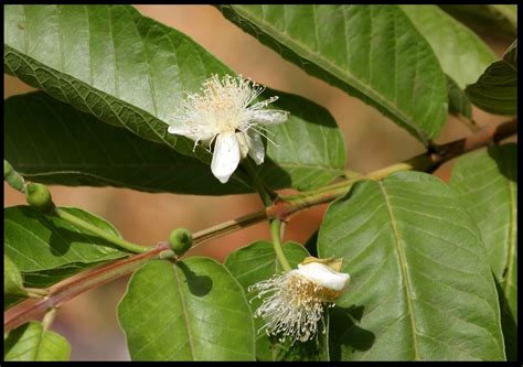 CSIR-NEERI Biodiversity Portal