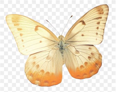 Image result for Spring Butterflies PNG