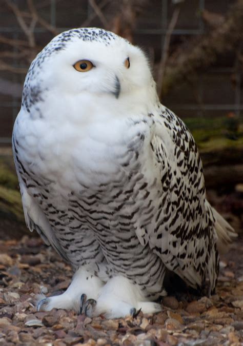 Unveiling the Enchanting Owl Beliefs of Ancient Tribes